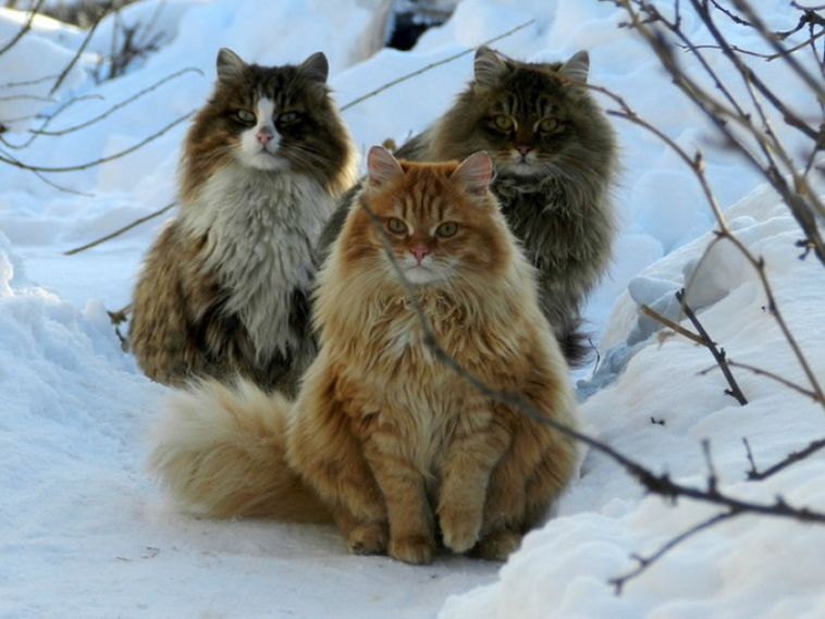 siberian farm cats