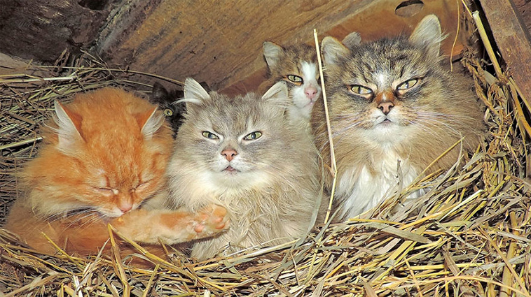 siberian farm cats