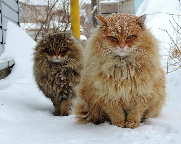 siberian farm cats