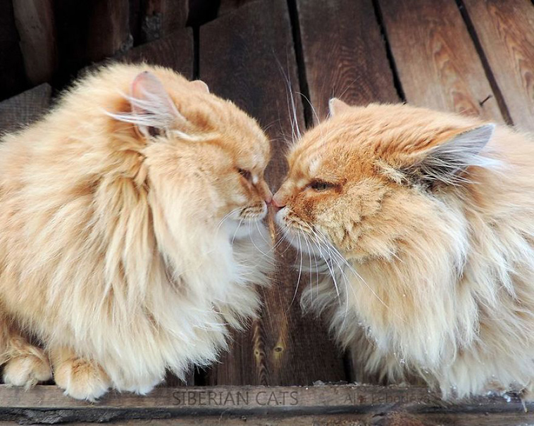 siberian farm cats