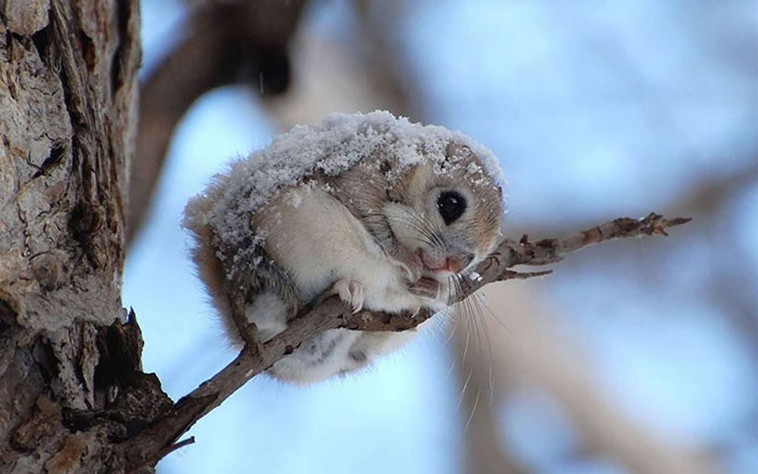 siberian japanese dwarf flying squirrel
