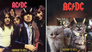 Kitten Covers