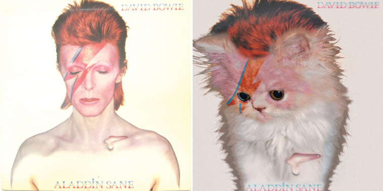 Kitten Covers