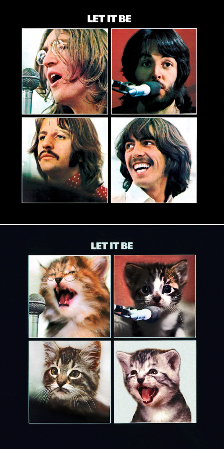 Kitten Covers