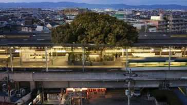 train station 700 year old tree kayashima japan