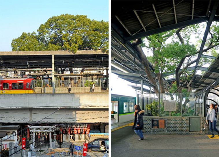 train station 700 year old tree kayashima japan