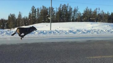 woman spots two huge wolves running alongside car