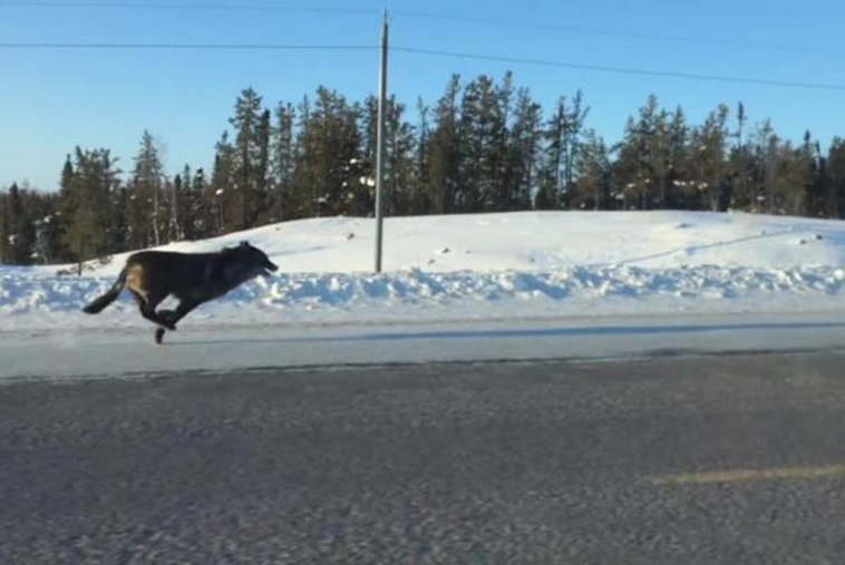 woman spots two huge wolves running alongside car