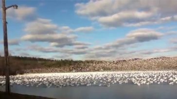 10,000 Snow Geese Taking Off Together
