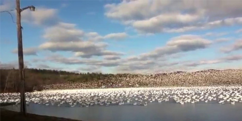 10,000 Snow Geese Taking Off Together
