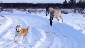 This Horse And Her Dog BFF Running Through The Snow