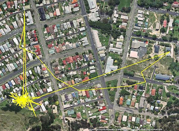 GPS trackers cats