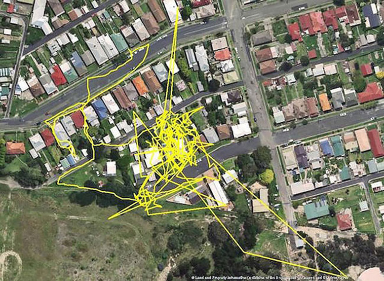 GPS trackers cats