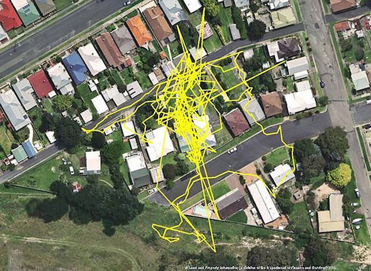 GPS trackers cats