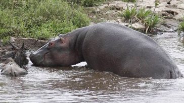 Heroic Hippo Saves Antelope From Crocodile