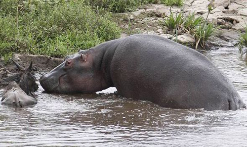 Heroic Hippo Saves Antelope From Crocodile