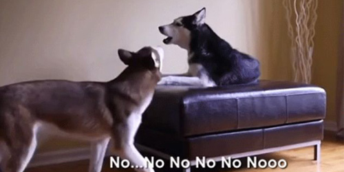 Huskies Arguing Like Human Siblings