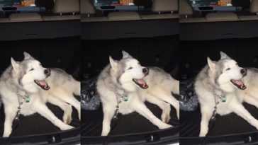Husky Refuses To Leave Car, Throws Epic Tantrum