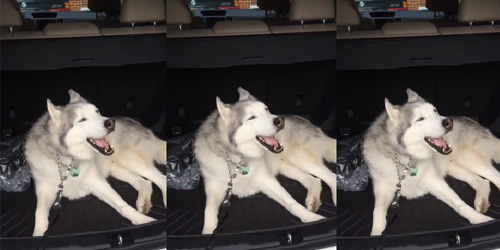Husky Refuses To Leave Car, Throws Epic Tantrum