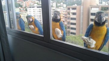 People Share Unusual Friends