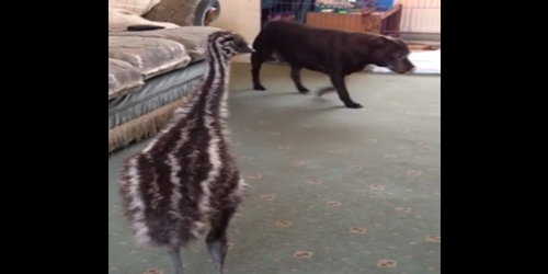 Playful Dog Entertains Emu