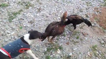 Pup Decided To Break Up A Chicken Fight