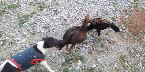 Pup Decided To Break Up A Chicken Fight