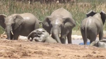 rescue of drowning baby calf