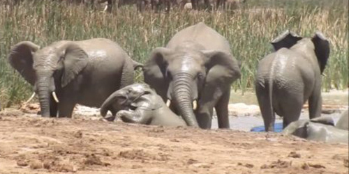 rescue of drowning baby calf