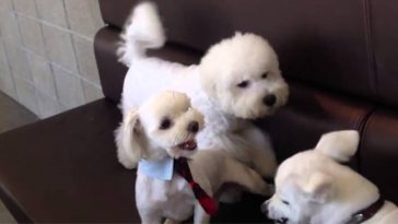 Responsible dog breaks up puppy fight