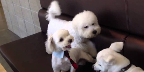 Responsible dog breaks up puppy fight