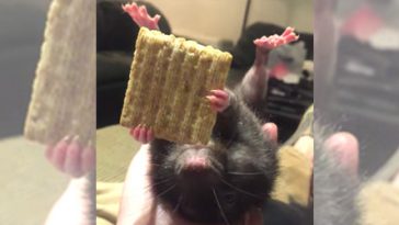 This rat takes enjoying your food to the next level
