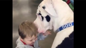 Toddler and Great Dane Are Pleased to Meet Each Another