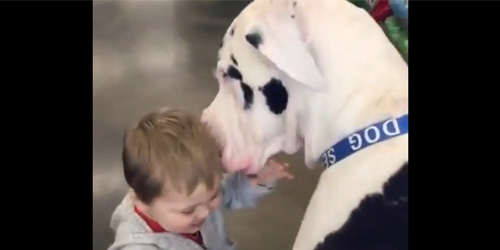 Toddler and Great Dane Are Pleased to Meet Each Another