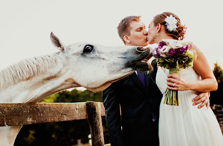 wedding-photos-with-animals