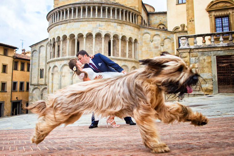 wedding-photos-with-animals