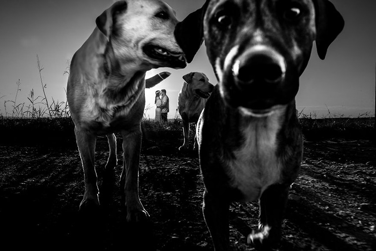 wedding-photos-with-animals