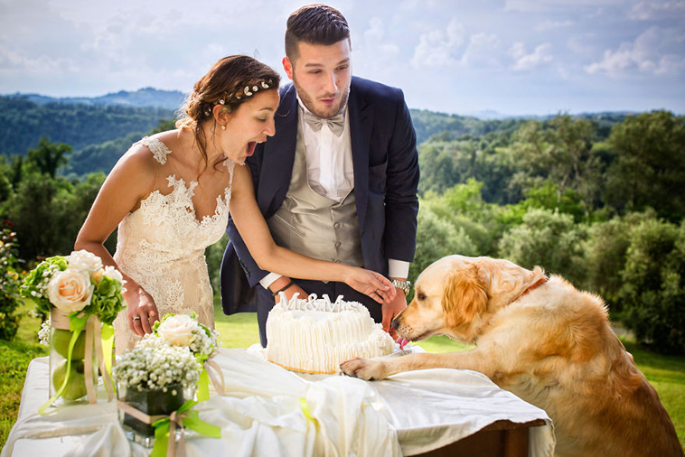 wedding-photos-with-animals