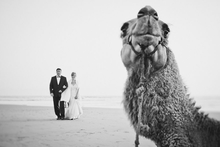 wedding-photos-with-animals