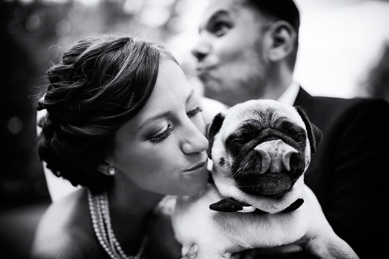 wedding-photos-with-animals