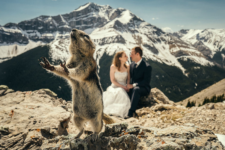 wedding-photos-with-animals