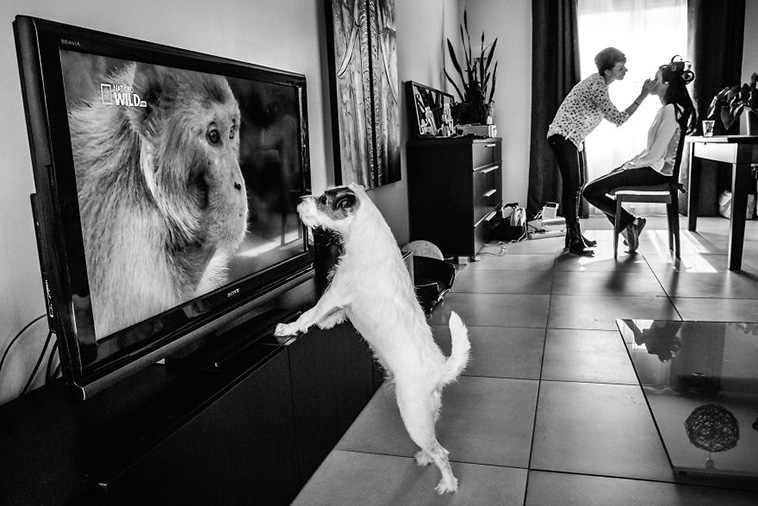 wedding-photos-with-animals