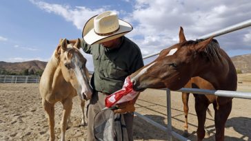 actor sets up animal sanctuary