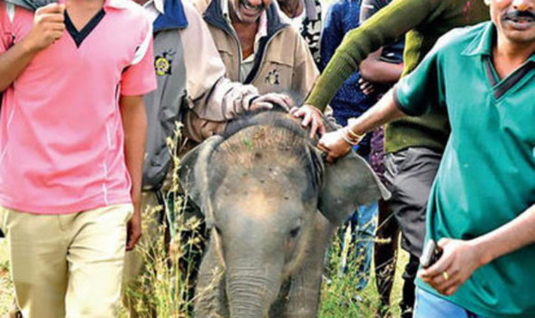 baby elephant dies selfie