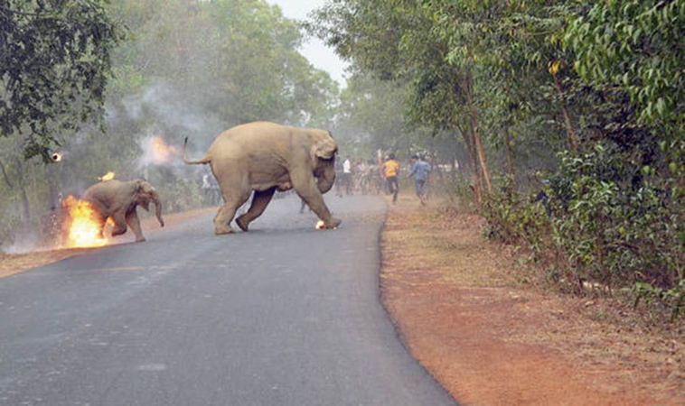 baby elephant dies selfie