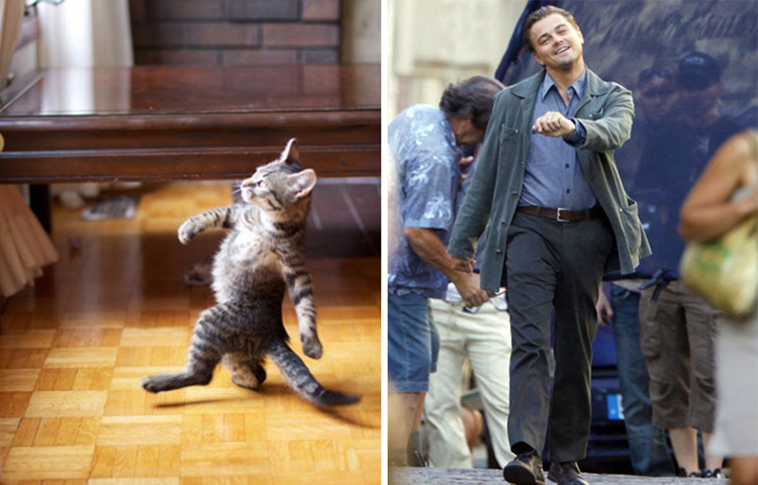cats incredible lookalikes