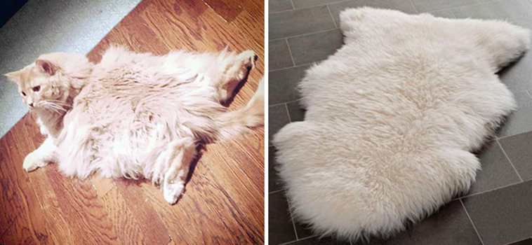 cats incredible lookalikes