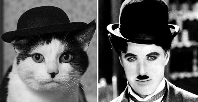 cats incredible lookalikes