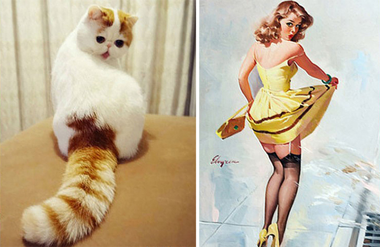 cats incredible lookalikes