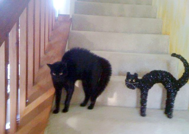 cats incredible lookalikes
